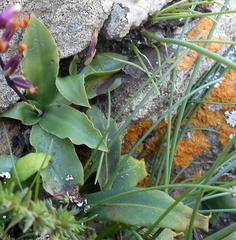 Stenoglottis