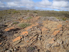 Trichodiadema calvatum