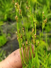 Rhynchospora pusilla