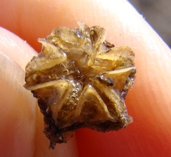 Trichodiadema calvatum