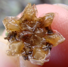 Trichodiadema calvatum