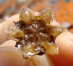 Trichodiadema calvatum