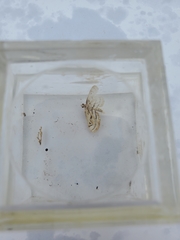 Parapoynx badiusalis