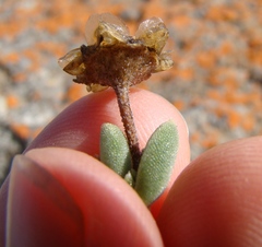 Trichodiadema calvatum