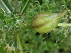 Urophora cardui