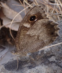 Hipparchia statilinus
