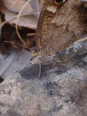 Hipparchia statilinus