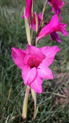 Gladiolus mortonius