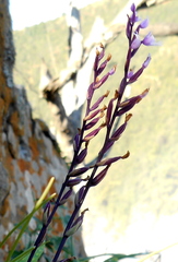 Stenoglottis