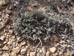 Trichodiadema calvatum