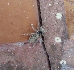 Menemerus bivittatus