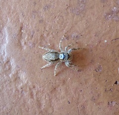 Menemerus bivittatus