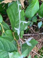 Podosphaera macularis