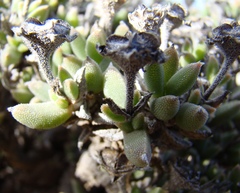 Trichodiadema calvatum