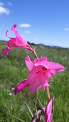 Gladiolus mortonius