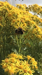 Bombus magnus