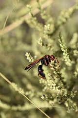 Hemipepsis mauritanica