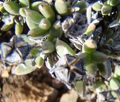 Trichodiadema calvatum