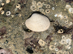 Ruditapes philippinarum