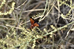 Hemipepsis mauritanica
