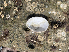 Ruditapes philippinarum