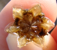 Trichodiadema calvatum