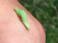 Hyperstrotia flaviguttata