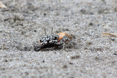 Austruca occidentalis