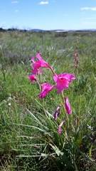 Gladiolus mortonius