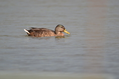 Anas platyrhynchos