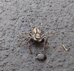 Menemerus bivittatus