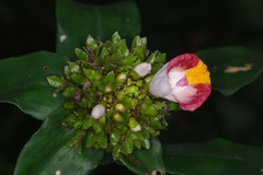 Costus lucanusianus