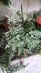Pteris ensiformis