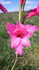 Gladiolus mortonius