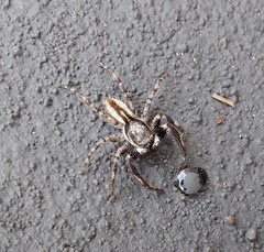 Menemerus bivittatus