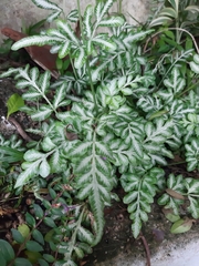 Pteris ensiformis
