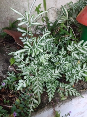 Pteris ensiformis