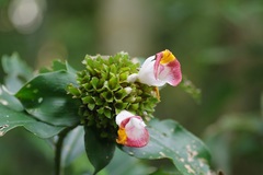 Costus lucanusianus