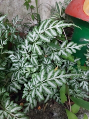 Pteris ensiformis