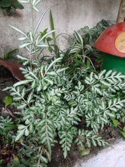 Pteris ensiformis