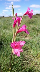 Gladiolus mortonius