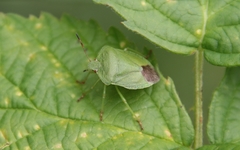 Palomena viridissima