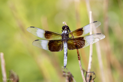 Libellula luctuosa