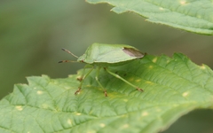 Palomena viridissima