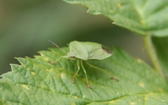 Palomena viridissima