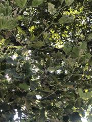 Platanus occidentalis