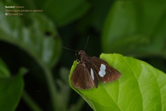 Notocrypta paralysos varians