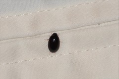 Cymbiodyta bifidus