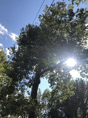 Platanus occidentalis