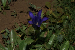 Gentiana newberryi newberryi